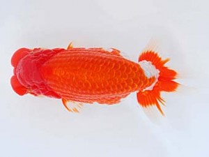 錦蘭会 東関脇　小山敏信　尾道