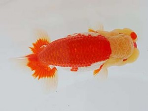 錦蘭会 西小結　中島健一郎　浅口