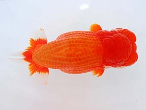 錦蘭会　東大関　森脇文明　福岡