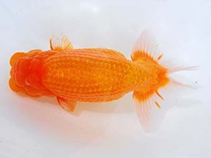 錦蘭会　西大関　堀谷博之　下関