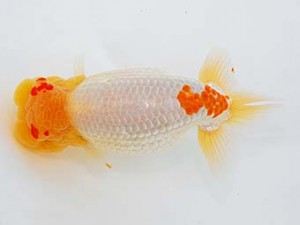 錦蘭会　立行司　辻　敏秋　那智勝浦