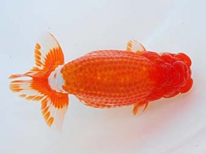 錦蘭会　東取締　東　秀明　前原