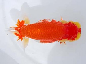 錦蘭会　西取締　中島健一郎　浅口