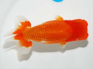 錦友会 東大関 中川元吉 磐田市 錦友会 東大関 中川元吉 磐田市