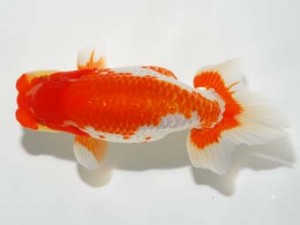 錦友会 東勧進元 安藤 寛 浜松市 錦友会 東勧進元 安藤 寛 浜松市