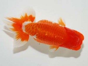 錦友会 西勧進元 安藤 寛 浜松市 錦友会 西勧進元 安藤 寛 浜松市