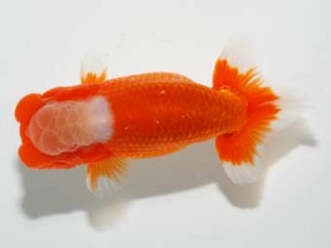 錦友会 行司一 影山 繁 沼津市 錦友会 行司一 影山 繁 沼津市