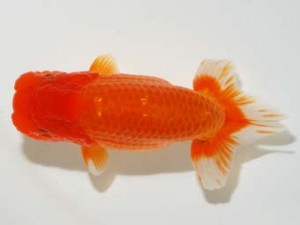 錦友会 行司二 八木博明 田原市 錦友会 行司二 八木博明 田原市