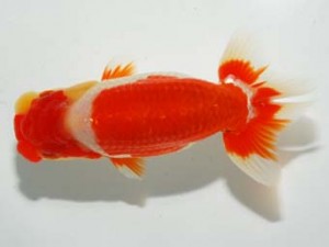 錦友会 行司三 松橋 悟 豊橋市 錦友会 行司三 松橋 悟 豊橋市