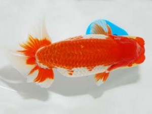 錦友会 東脇行司 安藤 寛 浜松市 錦友会 東脇行司 安藤 寛 浜松市