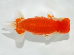 錦友会 西脇行司 山口伊佐夫 浜松市 錦友会 西脇行司 山口伊佐夫 浜松市