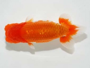 錦友会 鈴木和男 浜松市 錦友会 西大関 鈴木和男 浜松市