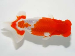 錦友会 立行司 川合実次 三島市 錦友会 立行司 川合実次 三島市