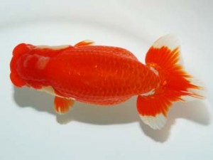 錦友会 東取締 山田芳人 清須市 錦友会 東取締 山田芳人 清須市