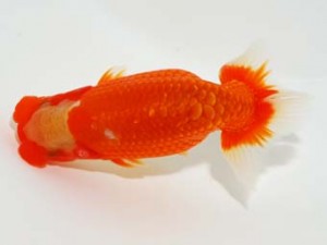 錦友会 西取締 小澤忠幸 沼津市
錦友会 西取締 小澤忠幸 沼津市