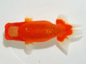 錦友会 西関脇 小澤忠幸 沼津市 錦友会 西関脇 小澤忠幸 沼津市