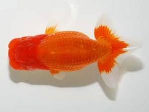 錦友会 東小結 伊藤高宏 名古屋市 錦友会 東小結 伊藤高宏 名古屋市