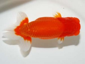 錦友会 西小結 吉村友良 富士市 width= 錦友会 西小結 吉村友良 富士市