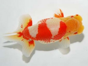 錦友会 東大関 田中康浩 豊橋市 錦友会 田中康浩 豊橋市