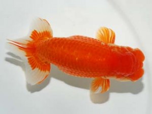 錦友会 西勧進元 田中康浩 豊橋市 錦友会 西勧進元 田中康浩 豊橋市