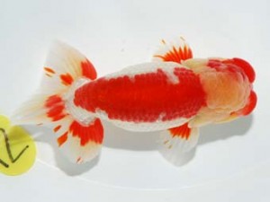 錦友会 行司一 出口智教 員弁市 錦友会 行司一 出口智教 員弁市