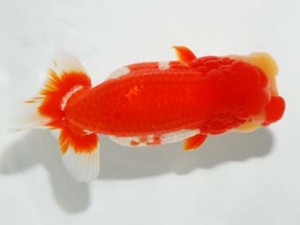 錦友会 行司二 松田力三 浜松市 錦友会 行司二 松田力三 浜松市