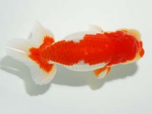 錦友会 行司三 安藤 寛 浜松市 錦友会 行司三 安藤 寛 浜松市