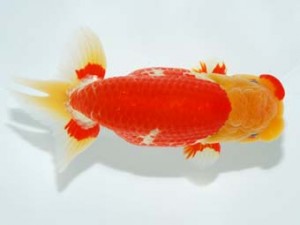 錦友会 東脇行司 根木清次 浜松市 錦友会 東脇行司 根木清次 浜松市