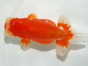 錦友会 立行司 吉村友良 富士市 錦友会 立行司 吉村友良 富士市