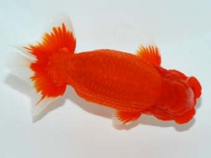 錦友会 西取締 鈴木裕司 袋井市
錦友会 西取締 鈴木裕司 袋井市