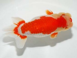 錦友会 東関脇 村上城明 静岡市 錦友会 東関脇 村上城明 静岡市