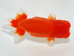 錦友会 西関脇 中川元吉 磐田市 錦友会 西関脇 中川元吉 磐田市