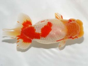 錦友会 東小結 山口広隆 津市 錦友会 東小結 山口広隆 津市