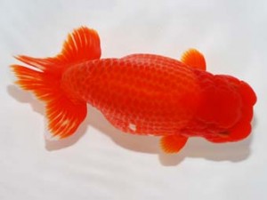 錦友会 東大関 吉田晋伍 焼津市 錦友会 吉田晋伍 焼津市