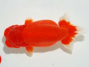 錦友会 立行司 曽根 修 島田市 錦友会 立行司 曽根 修 島田市