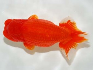 錦友会 東取締 林 万貴 志摩市 錦友会 東取締 林 万貴 志摩市