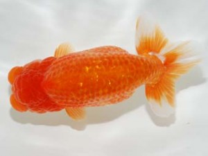 錦友会 西取締 山崎晴彦 長野市 錦友会 西取締 山崎晴彦 長野市