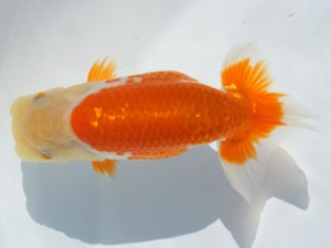 紀州らんちゅう同好会　東大関　植松　啓　新宮市