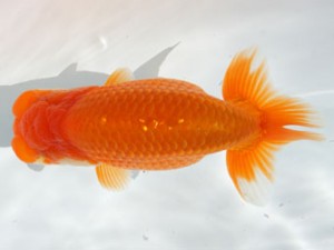 紀州らんちゅう同好会　西大関　伊藤孝広　愛知県犬山市