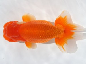 紀州らんちゅう同好会　立行司　村岡祥行　兵庫県川西市