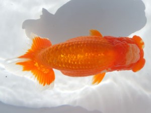 紀州らんちゅう同好会　取締一　山田芳人　愛知県清洲市