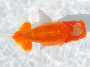 紀州らんちゅう同好会　取締二　田中　捷　那智勝浦町