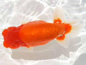 紀州らんちゅう同好会　東大関　中村朋孝　御坊市