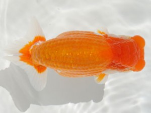 紀州らんちゅう同好会　立行司　高津晴彦　岐阜県可児市