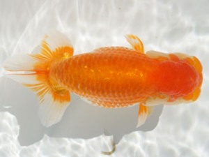 紀州らんちゅう同好会　取締一　宮戸正輝　新宮市