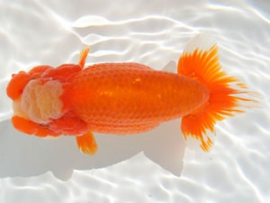 紀州らんちゅう同好会　取締二　金森秀秋　日高郡日高川町