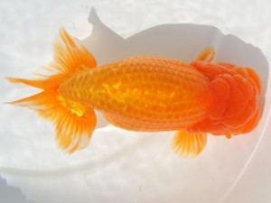 紀州らんちゅう同好会　西大関　植松　啓　新宮市