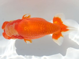 紀州らんちゅう同好会　立行司　辻　敏秋　那智勝浦町