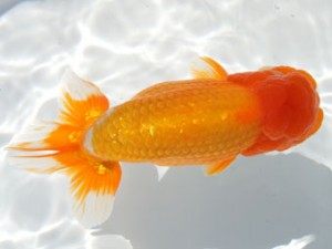 紀州らんちゅう同好会　取締一　宮戸正輝　新宮市