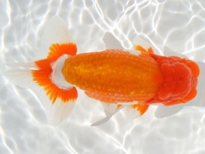 紀州らんちゅう同好会　取締二　辻　敏秋　那智勝浦町